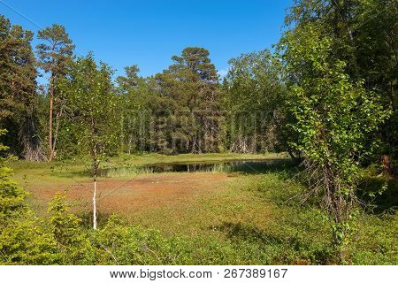 Forest Swamp On Anzersky Island, Arkhangelsk Region, Russia