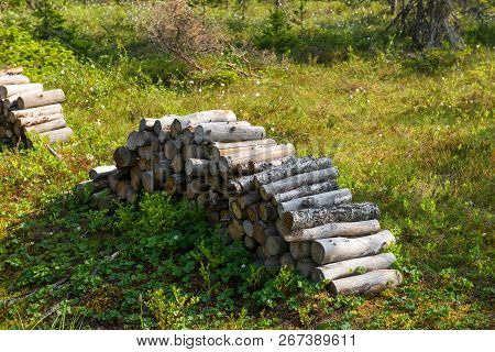 The Logs Are Piled On A Forest Swamp On Anzersky Island, Arkhangelsk Region, Russia