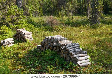 The Logs Are Piled On A Forest Swamp On Anzersky Island, Arkhangelsk Region, Russia