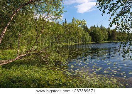 Forest Lake And Vegetation On Anzersky Island, Arkhangelsk Region, Russia