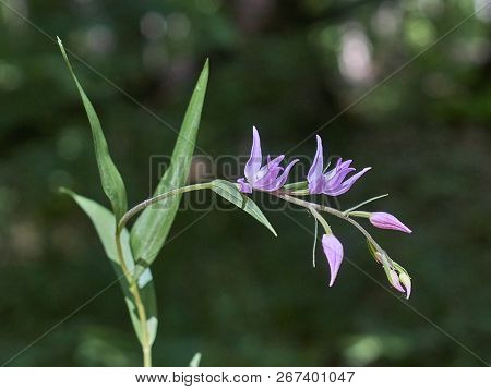 Cephalanthera Longifolia. A Perennial Rare Plant Cephalanthera Longifolia.