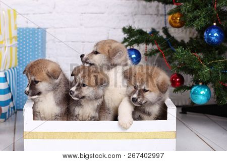 Japanese Akita-inu, Akita Inu Dog Puppys Sits On A The New Years Background