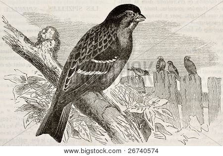 alte Illustration Chipping Sparrow (Spizella Passerina). erstellt von Kretschmer und Wendt, Sportspiel