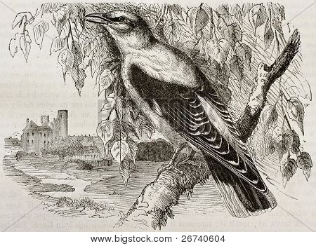 황금 오리 (Oriolus oriolus)의 오래 된 그림. Kretschmer와 카 르 벤 트, M에 의해 만들어진