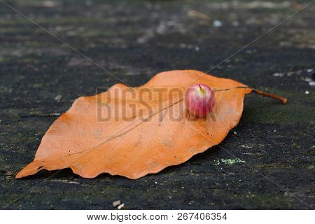 Beech Gall Midge's Or Gall Gnat's Cocoon Close Up