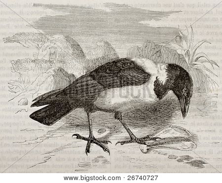 Staré ilustrace Pied vrány (Corvus albus). Vytvořil(a) Kretschmer, publikované na Merveilles de la N