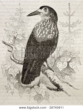 Staré ilustrace Louskáček skvrnitý (Salamandra salamandra). Vytvořil(a) Kretschmer, publikované