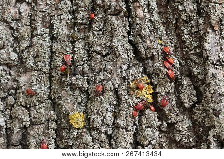 Red Bugs Bask In The Sun On Tree Bark. Autumn Warm-soldiers For Beetles.