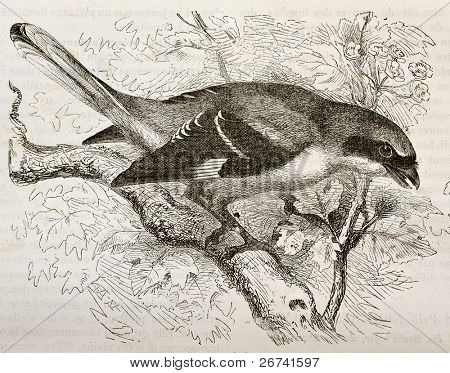 Suuri harmaa Shrike vanhaa kuvaa (Lanius excubitur). Luoma Kretschmer ja Wendt, Julkaisija
