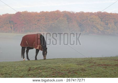 Horse With A Blanket Or Horse Cover To Protect The Horse Against The Cold During First Cold Nights I