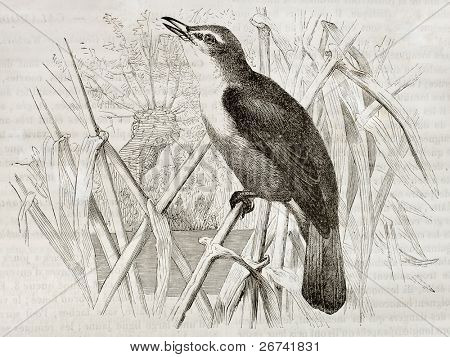 Skvělé Reed Warbler staré ilustrace (časopise Acrocephalus arundinaceus). Vytvořil(a) Kretschmer, zveřejněné na