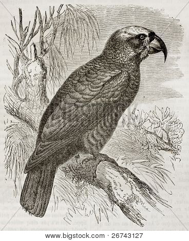 Vieja ilustración de Norfolk Kaka (Nestor productus). Creado por Kretschmer, Appendix de Merveilles 