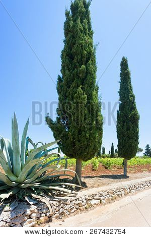 Santa Cesarea Terme, Apulia, Italy - A Cactus And A Cypress Alongside The Country Road