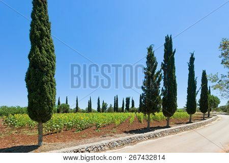Santa Cesarea Terme, Apulia, Italy - Sunflowers On A Field Before The Harvest Season