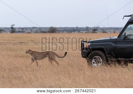 Cheetah Walks Before Truck In Long Grass
