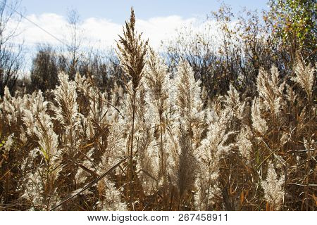 Autumn Is Here Again! Early Autumn Is The Period Of Flaming Colours, When The Landscape Is Gold And 