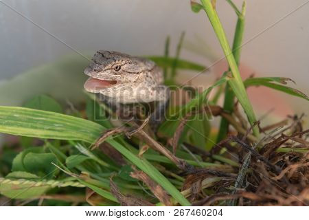 The Lizard Has His Mouth Open For This Picture With Bokeh Background.
