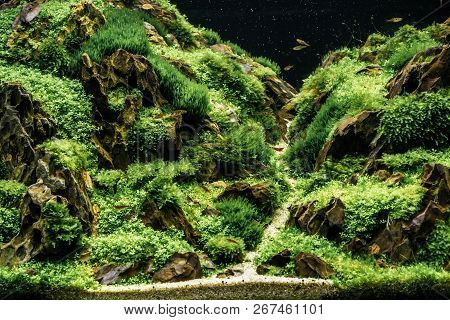 Beautiful Tropical Aqua Scape, Nature Aquarium Green Plant An Tropical Colorful Fish In Aquarium Fis