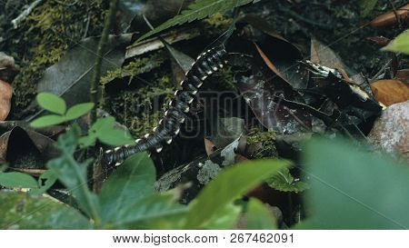 Yellow Spotted Tractor Millipede Walks Across The Forest Floor