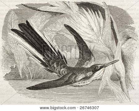 Kara kulaklı peri eski illüstrasyon (Heliothryx auritus). Kretschmer ve Jahrmargt, Müdürlüğün tarafından oluşturulmuş