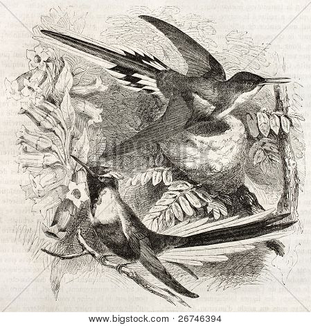 Antica illustrazione cornuto Sungem (Heliactin bilophus). Creato da Kretschmer, pubblicato su Merveilles 