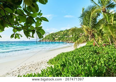 Petite Anse With Coconuts Palm Tree, Praslin Seychelles