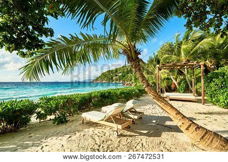 Wooden Deck Chairs Under A Palm Tree Umbrella On A Sandy Exotic