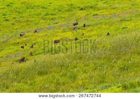 Troop of Baboon monkey running jumping in yellow field in Tanzania, East Africa