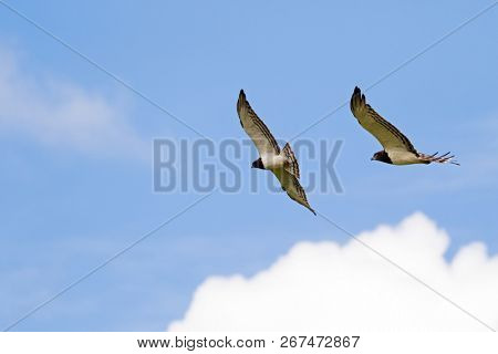 Black chested Snake eagle African bird of prey in flight hovering in the sky at Ngorongoro Crater, Arusha Region, Tanzania, East Africa (Circaetus pectoralis)