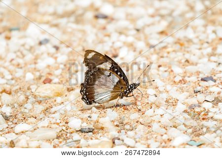 Male Danaid eggfly Butterfly Also called mimic, diadem on sand in Tanzania, East Africa (Hypolimnas misippus) 