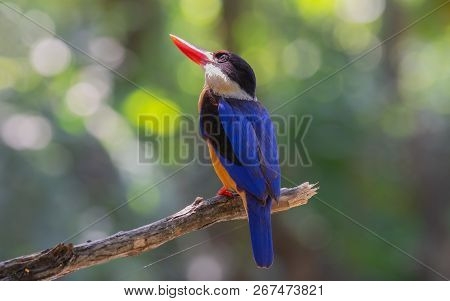 Black-capped Kingfisher Halcyon Pileata Straight Face. Birds Of Thailand