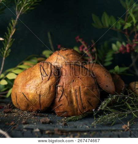 closeup of some yellow knight mushrooms, also known as man on horseback, and some twigs of different forest bushes on a dark gray rustic wooden table