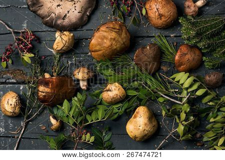 high angle view of a pile of yellow knight mushrooms, also known as man on horseback, and some twigs of different forest bushes on a dark gray rustic wooden table