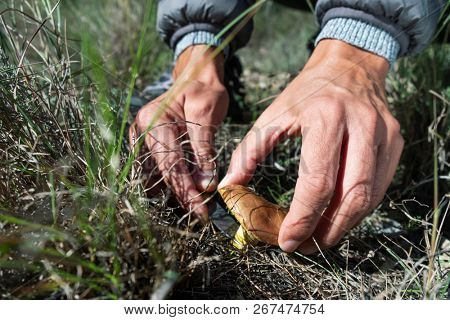 closeup of a young caucasian man picking a yellow knight mushroom, also known as man on horseback, on a forest
