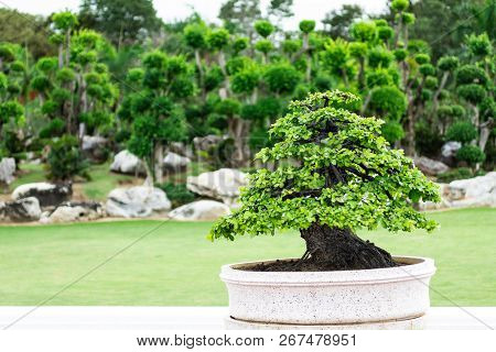 Bonsai Tree In The Garden, Image Use For Planted To Decorate.