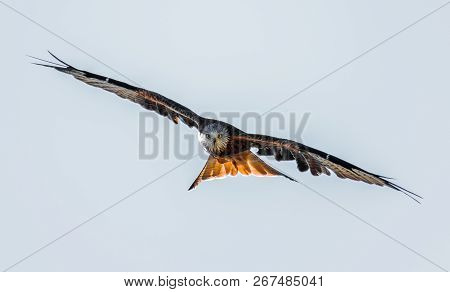 Red Kite (milvus Milvus) Soaring In The Sky While Hunting Above The Mountains In Corsica. The Bird I
