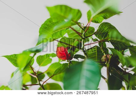 Close-up Of Pointsettia Plant With All Green Leaves Except One Unique Red One, Shot At Shallow Depth