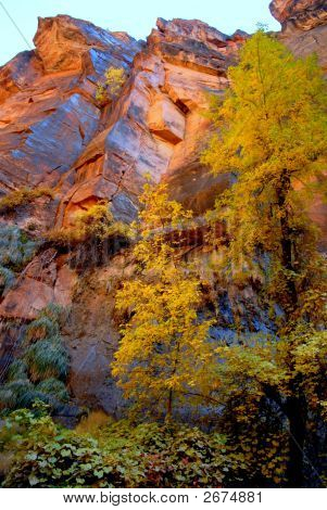 Aspen caduta colori nel parco nazionale di Zion