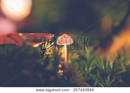 Mycena, Poisonous Fungi, Small Saprotrophic Mushrooms On Dead Tree In Forest Preserve