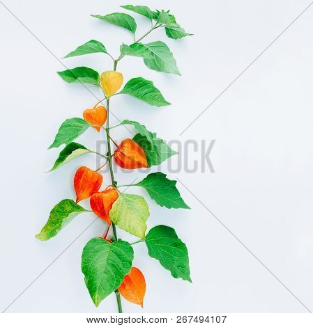 Orange Flower Of Physalis Alkekengi Isolated On White Background. Withania Somnifera. Ashwagandha. C
