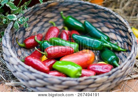 Whickered Basket With Multicolor Red Green Peppers In The Garden On Wooden Background