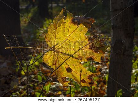 Autumn Leaves Of Norway Maple (acer Platanoides)
