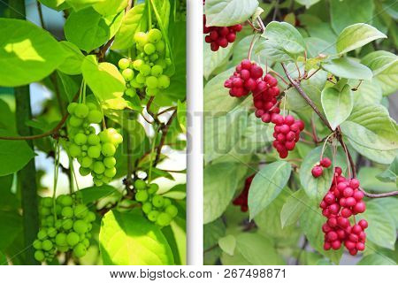 Process Of Ripening Schisandra. Harvest Of Schisandra In Garden