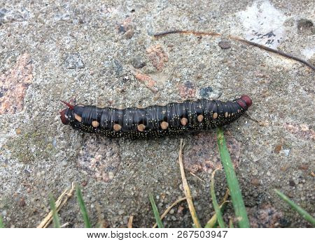 Black Smooth Caterpillar Crawling On The Stone Surface