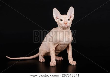 Don Sphinx Cat On Colored Backgrounds