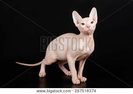Don Sphinx Cat On Colored Backgrounds