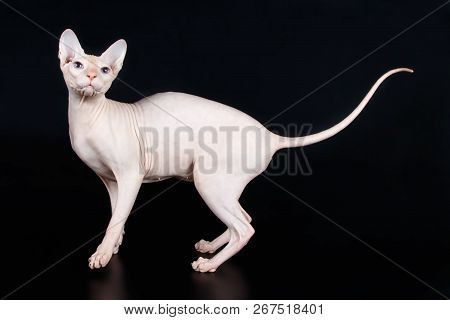 Don Sphinx Cat On Colored Backgrounds