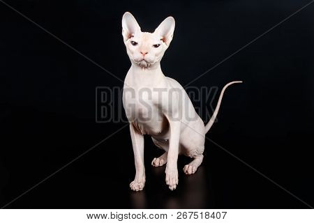 Don Sphinx Cat On Colored Backgrounds