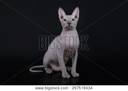 Don Sphinx Cat On Colored Backgrounds