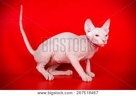 Don Sphinx Cat On Colored Backgrounds